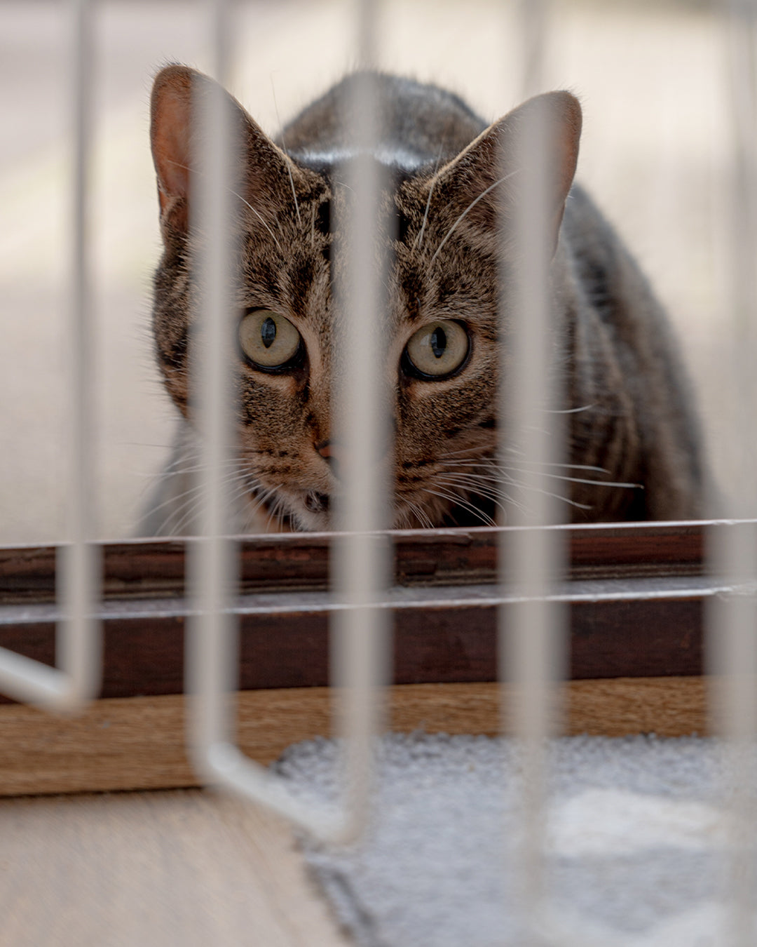Cat Gate for Front Doors – Cat-G8